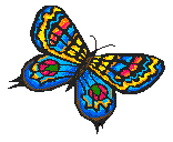 butterfly