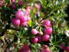 Apple Day at UBC Botanical Garden